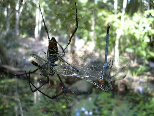 Réf. 165 131 : Nephila sp.