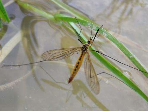 Nephrotoma flavescens