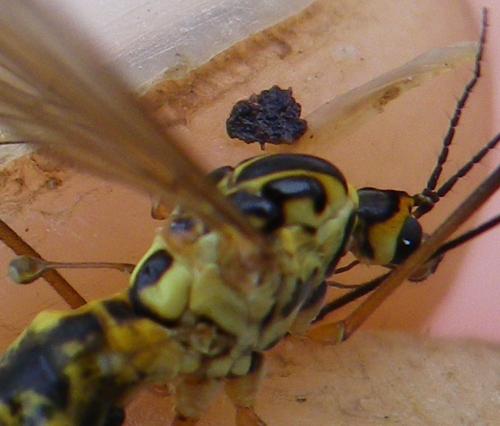 Nephrotoma flavescens