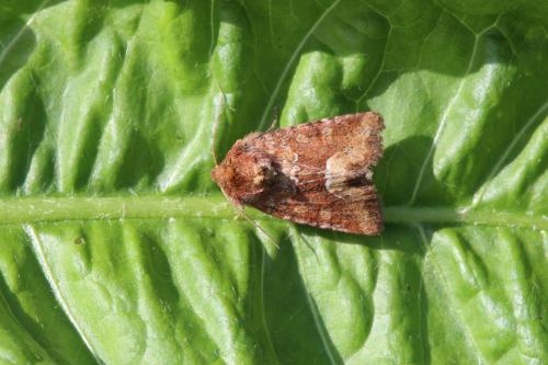 Réf. 165 141 : Oligia fasciuncula