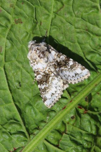 Réf. 165 143 : Hecatera bicolorata