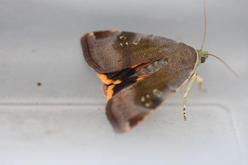 Noctua janthina