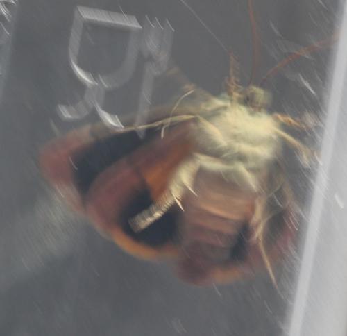Noctua janthina