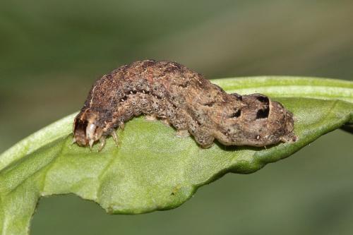 Noctua janthina