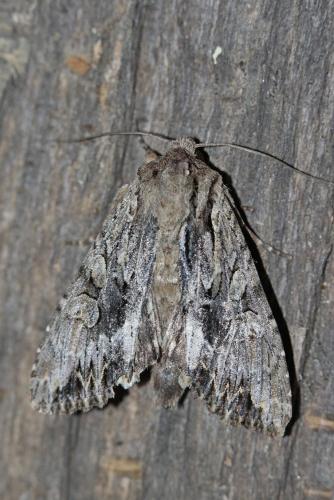 Réf. 165 361 : Apamea monoglypha