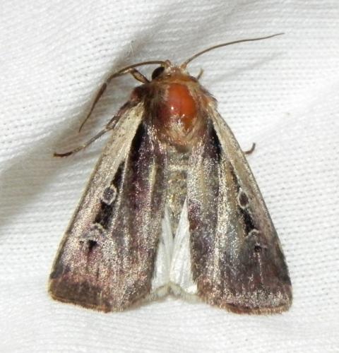 Réf. 165 852 : Ochropleura plecta