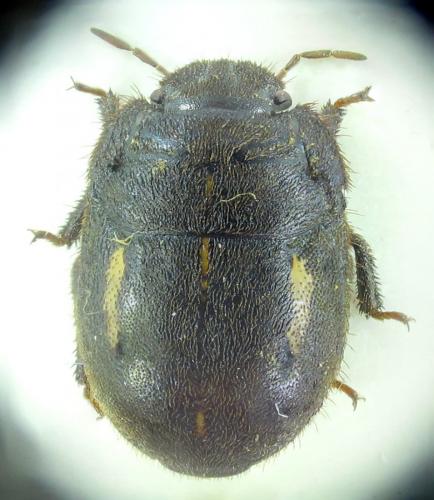 Odontoscelis byrrhus