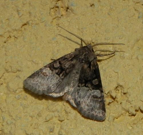 Réf. 165 573 : Brachylomia viminalis