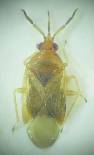 Orius laticollis