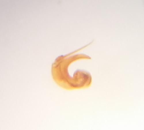 Orius pallidicornis