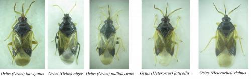 Orius divers