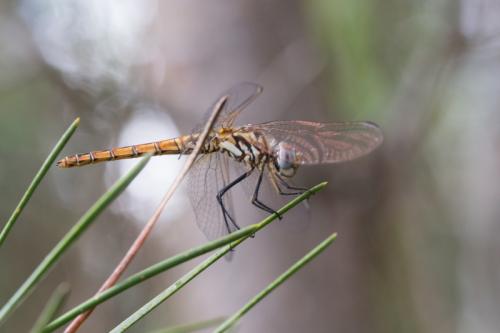 Trithemis annulata