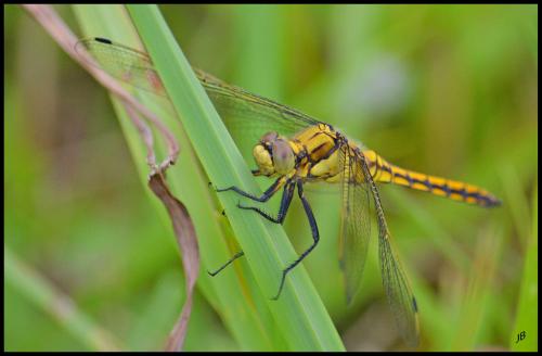 Orthetrum cancellatum