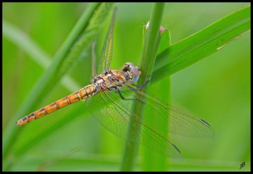 Réf. 165 985 : Trithemis annulata