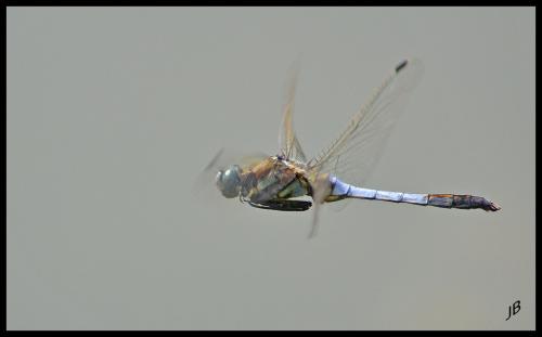 Réf. 165 949 : Orthetrum albistylum