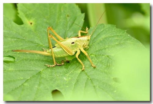 Tettigonia viridissima