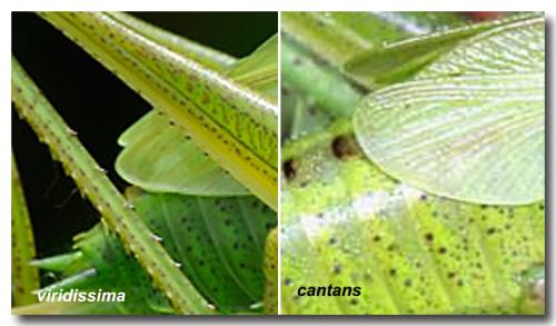 Tettigonia divers