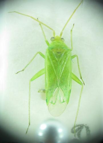 Orthotylus nassatus