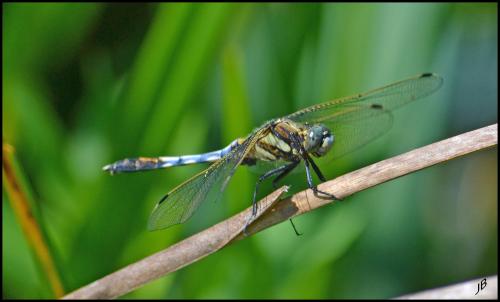 Réf. 165 363 : Orthetrum albistylum