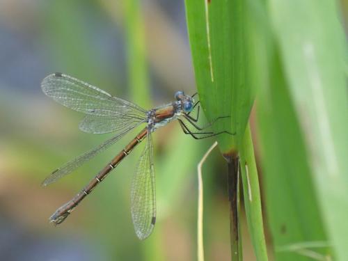 Lestes dryas