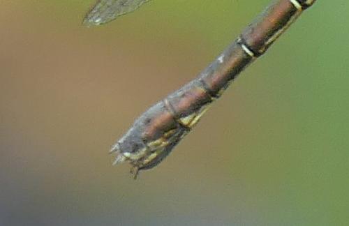 Lestes dryas