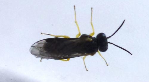 Aneugmenus coronatus