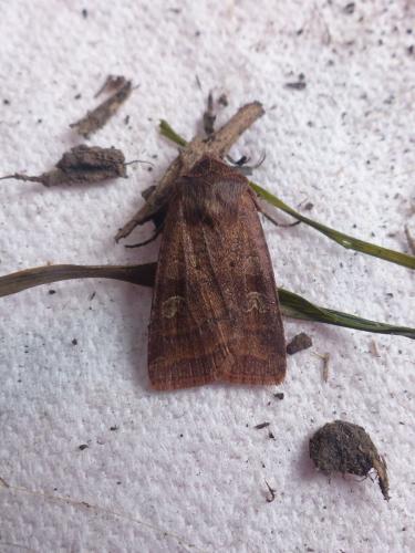 Diarsia rubi