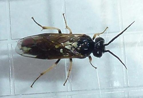 Réf. 165 005 : Cladius pectinicornis