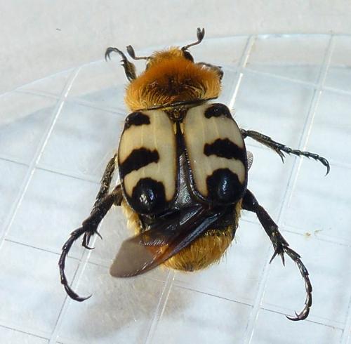 Réf. 165 905 : Trichius gallicus