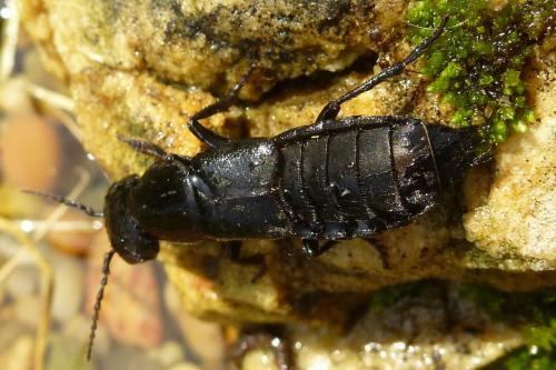 Staphylinus sp.