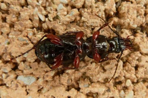 Pterostichus madidus