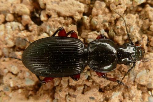 Pterostichus madidus