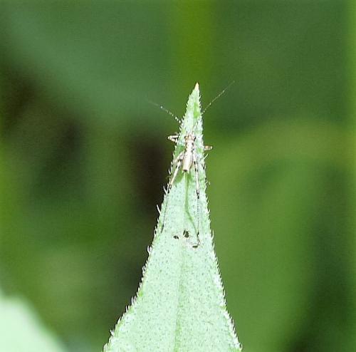 Phaneroptera sp.