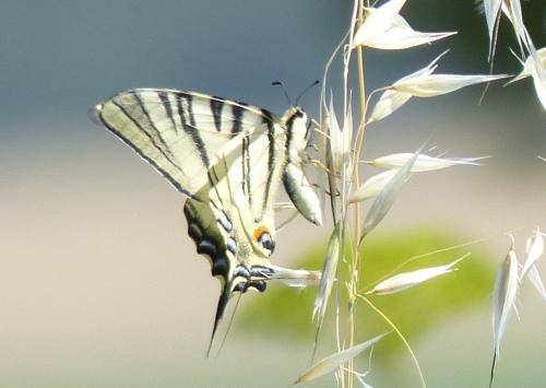 Réf. 165 626 : Iphiclides podalirius