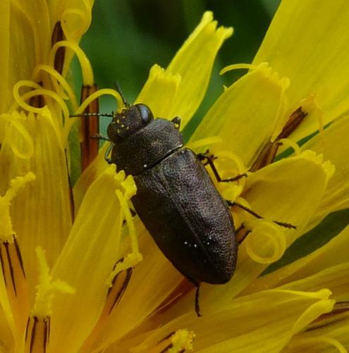Anthaxia helvetica