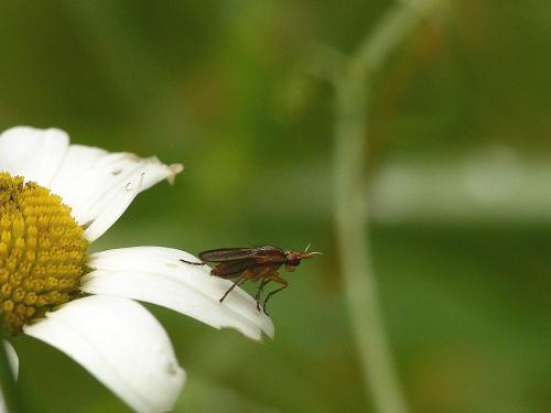 Limnia unguicornis