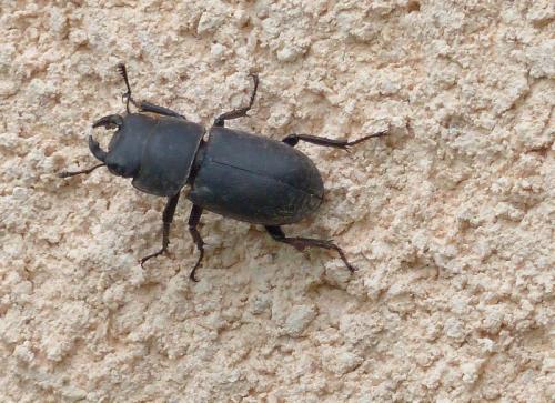 Réf. 165 234 : Dorcus parallelipipedus