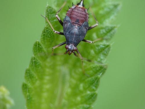 Réf. 165 236 : Deraeocoris ruber