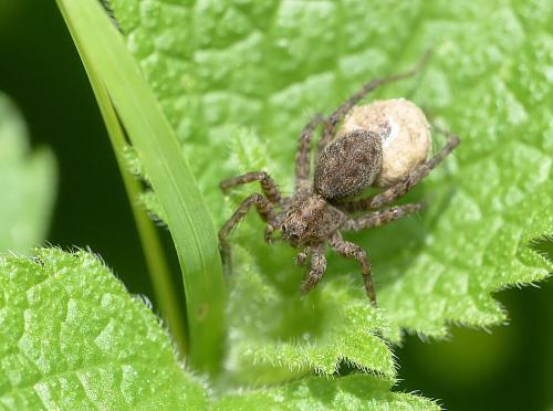 Réf. 165 396 : Pardosa sp.