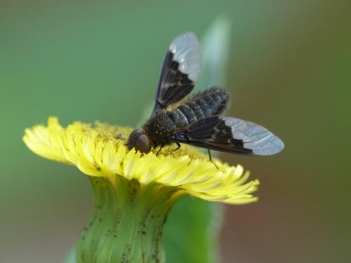 Hemipenthes morio
