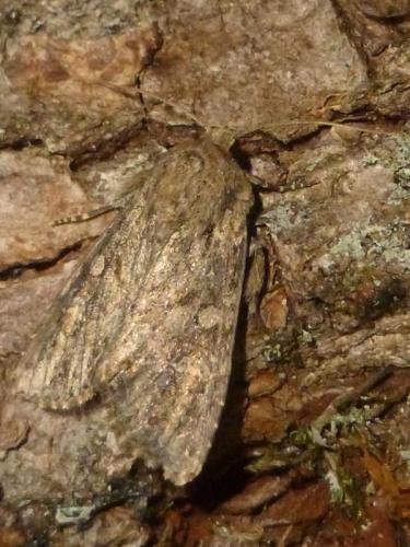 Réf. 165 064 : Apamea anceps