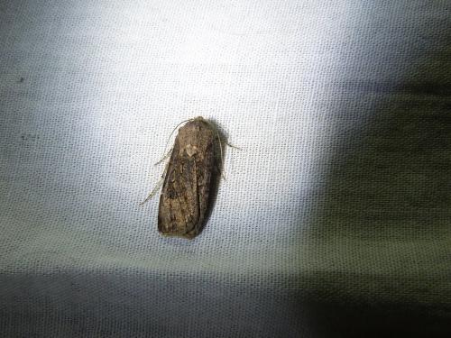 Réf. 165 797 : Agrotis segetum