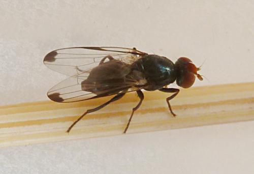 Seioptera vibrans