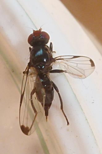 Réf. 165 404 : Seioptera vibrans
