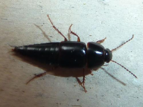 Tachinus sp.