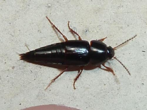 Réf. 165 437 : Tachinus sp.