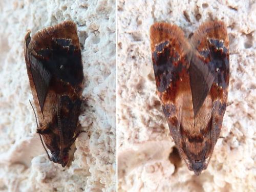 Réf. 165 233 : Ditula angustiorana