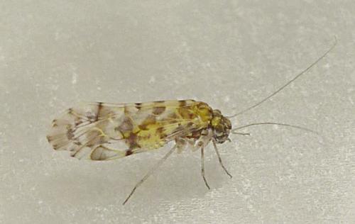 Trichadenotecnum sexpunctatum