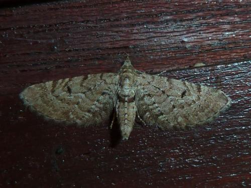 Réf. 165 222 : Eupithecia intricata