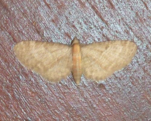 Réf. 165 215 : Eupithecia haworthiata